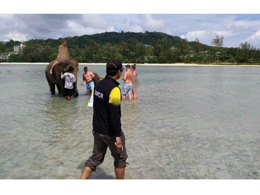 Власти Пхукета разобрались с жалобами о слонах на пляже.