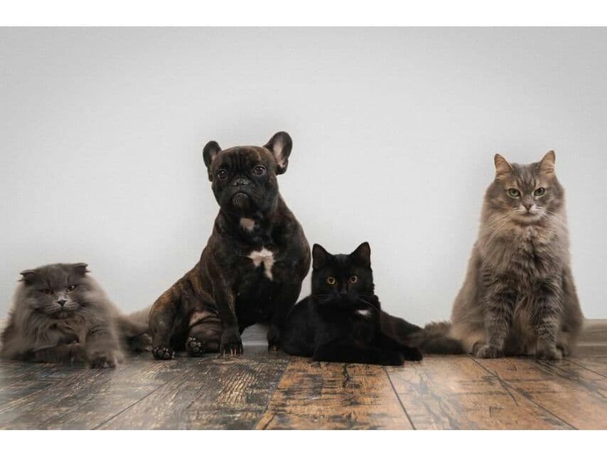 Паттайя рассматривает ограничения для владельцев домашних животных.