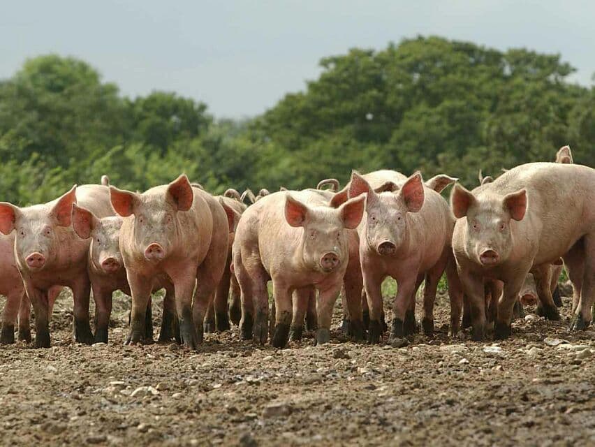 Таиланд приостановил импорт свиней из Лаоса.