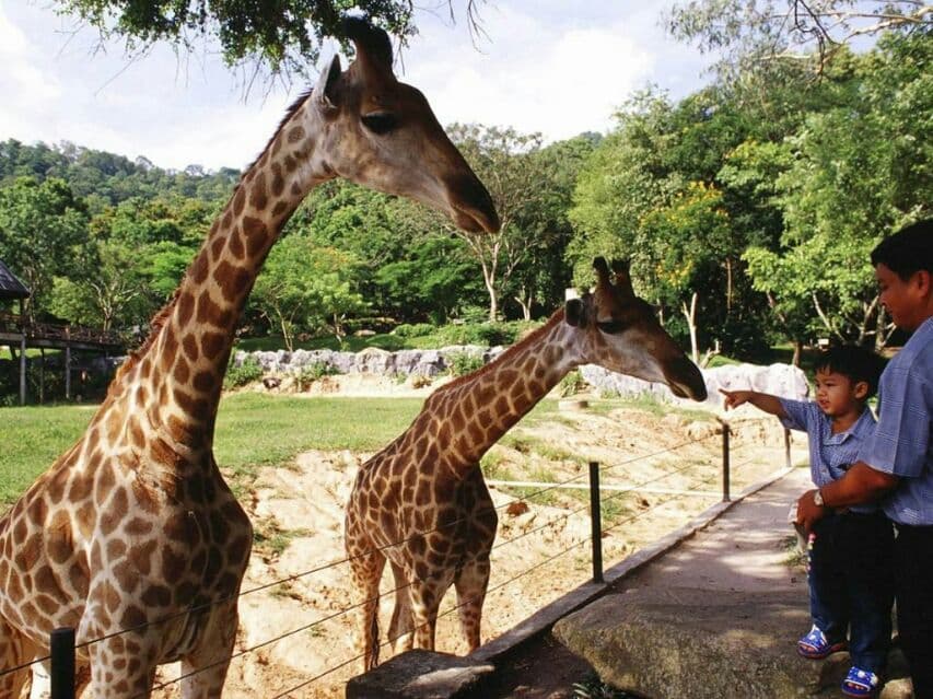 В зоопарке Кхао Кхео родился восьмой жираф.
