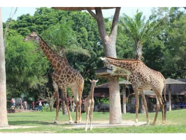 В зоопарке Кхао Кхео родился восьмой жираф.