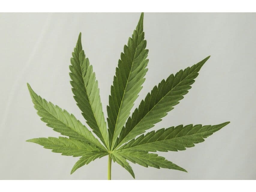 В Краби пациенты жалуются на побочки от лечения медицинской марихуаной.