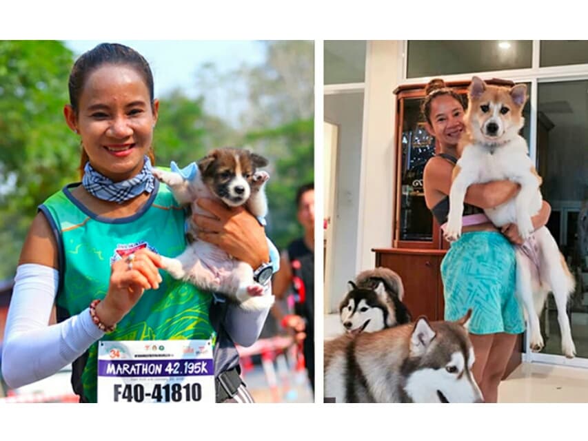 Бездомный щенок, спасённый во время марафона, превратился в 18-килограммового богатыря. Бездомный щенок, спасённый во время марафона, превратился в 18-килограммового богатыря.