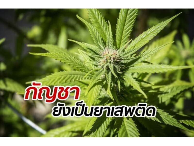 Министр юстиции предупредил, что марихуану не могут выращивать все желающие.