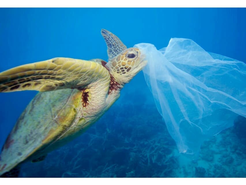 Тайские ученые призывают полностью отказаться от одноразовых пластиковых пакетов.