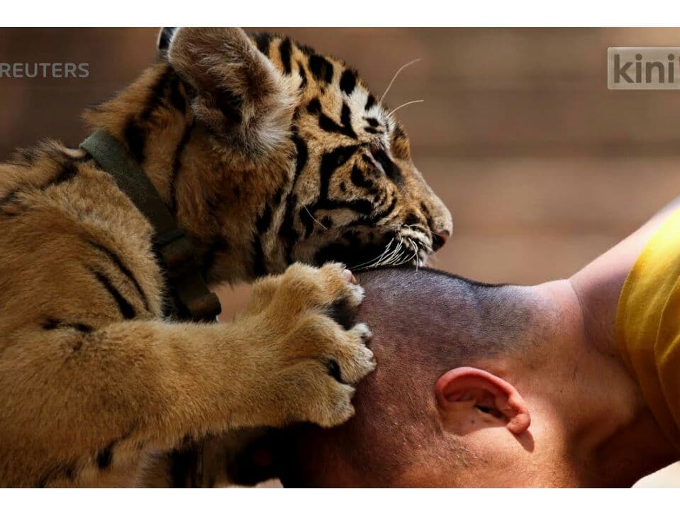"Храм тигров" обвинил правительство в массовой смерти спасённых животных.