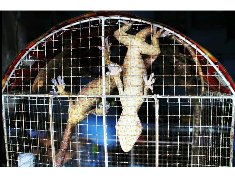 Годовой объем рынка домашних животных в Таиланде внезапно вырос до 40 млрд бат.