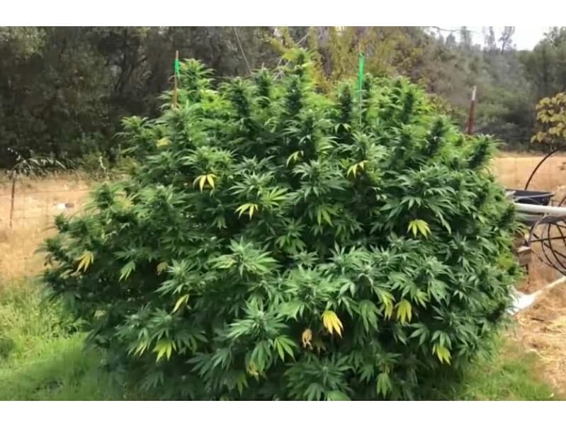 Тайцев предупредили не выращивать марихуану без официального разрешения.