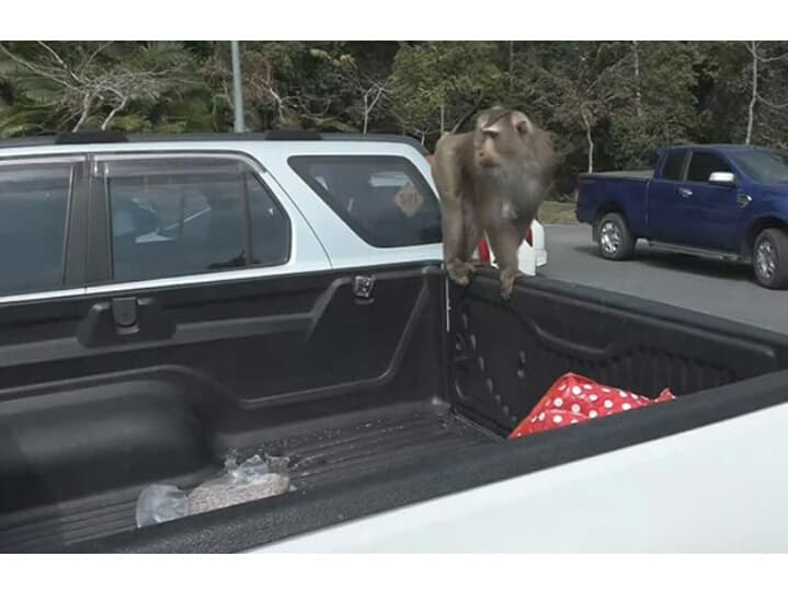 Заповедник Кхао-Яй предупредил туристов о мафии обезьян.