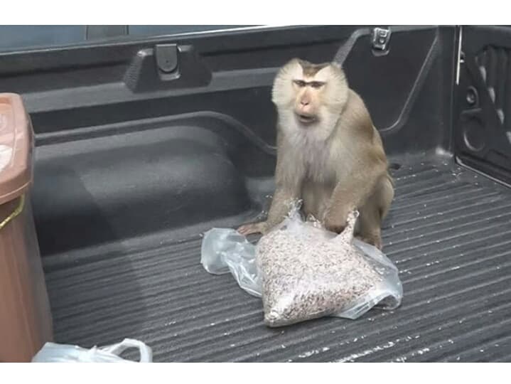 Заповедник Кхао-Яй предупредил туристов о мафии обезьян.