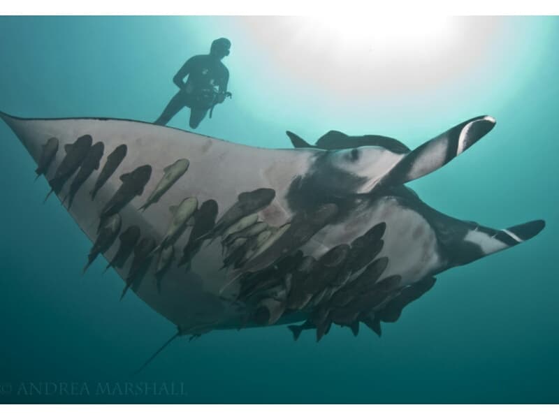 В море на юге Таиланда засняли гигантского 5-метрового ската.