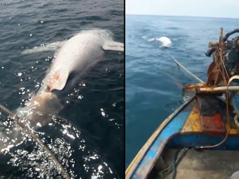 Возле острова Ко-Либонг обнаружено тело китовой акулы.