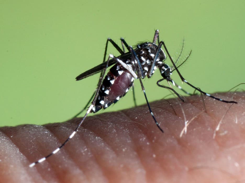 Вирус дэнге научился передаваться половым путём.