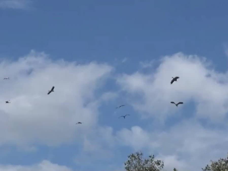 Сотни сибирских аистов прилетели на зимовку в Сатун.