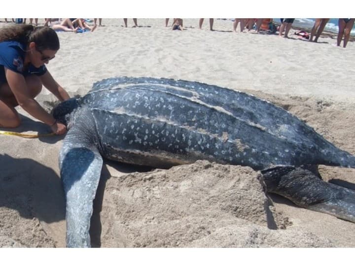 Морской заповедник Пхукета заплатит за обнаружение кладок яиц морских черепах.