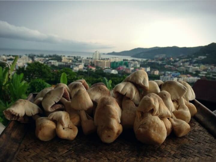 Тайские фермеры занялись выращиванием соломенных грибов.