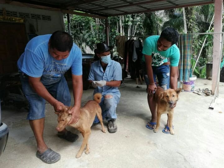 В 2020 году Таиланд может полностью избавиться от вируса бешенства.