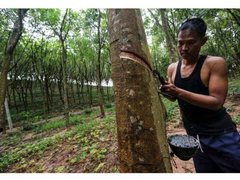 Министерство сельского хозяйства бесплатно раздаст фермерам 30 млн подушек из каучука.
