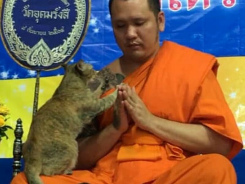 Дружелюбный кот испытал терпение тайского монаха на 5-часовой новогодней молитве.