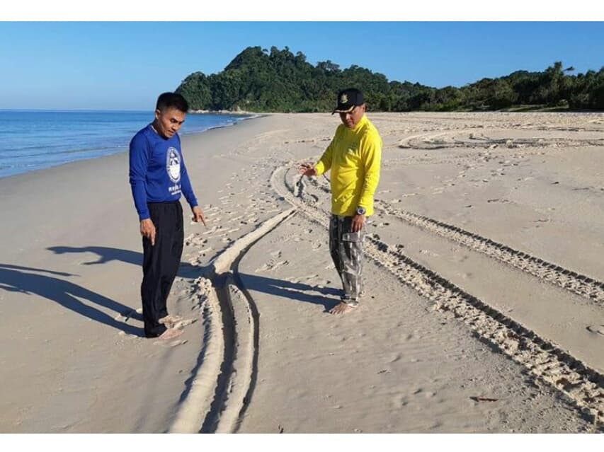 В Пан-Нга из кладки редкой морской черепахи похитили яйца.