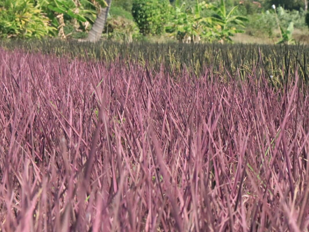 Тайцев удивило необычное розовое рисовое поле в Питсанулоке.