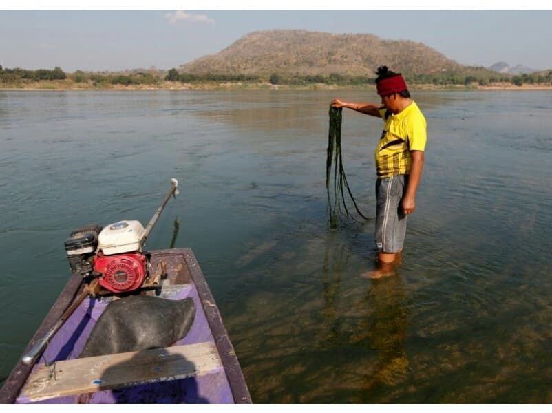 Река Меконг сменила цвет с коричневого на синий и заросла зелёными водорослями.