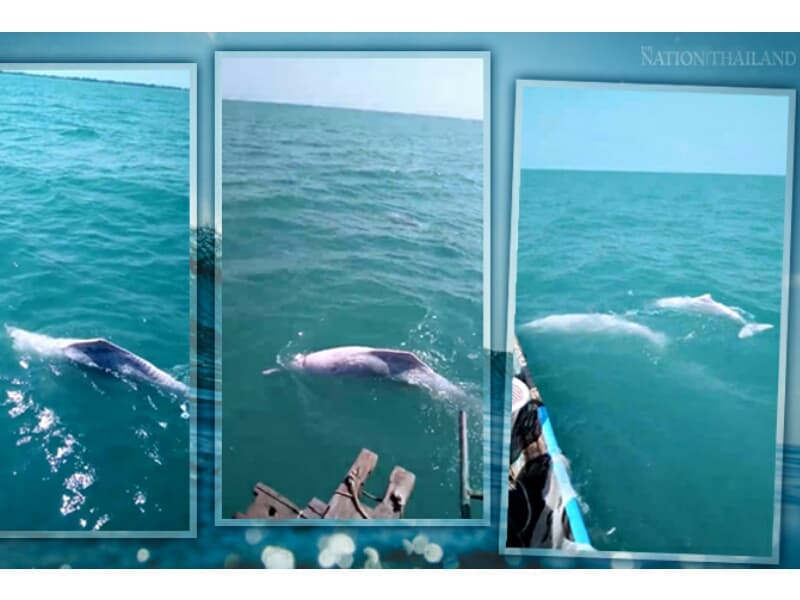 Тайские рыбаки засняли в Сиамском заливе дельфинов-альбиносов.