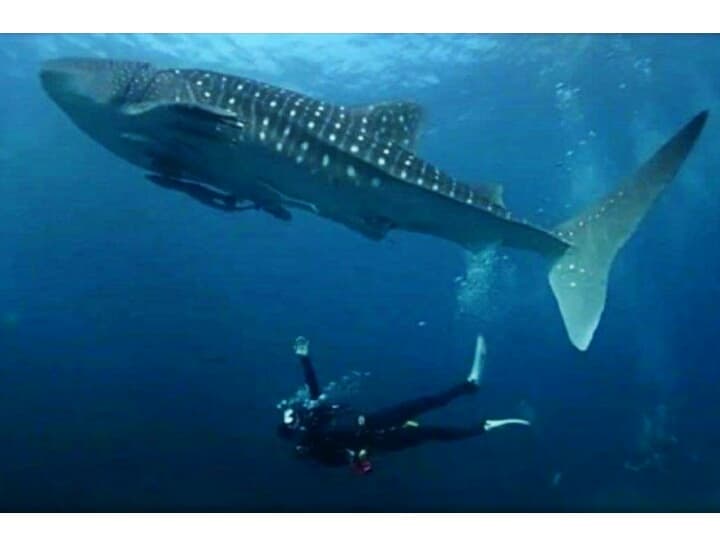 Китовая акула приплыла в бухту Майя.