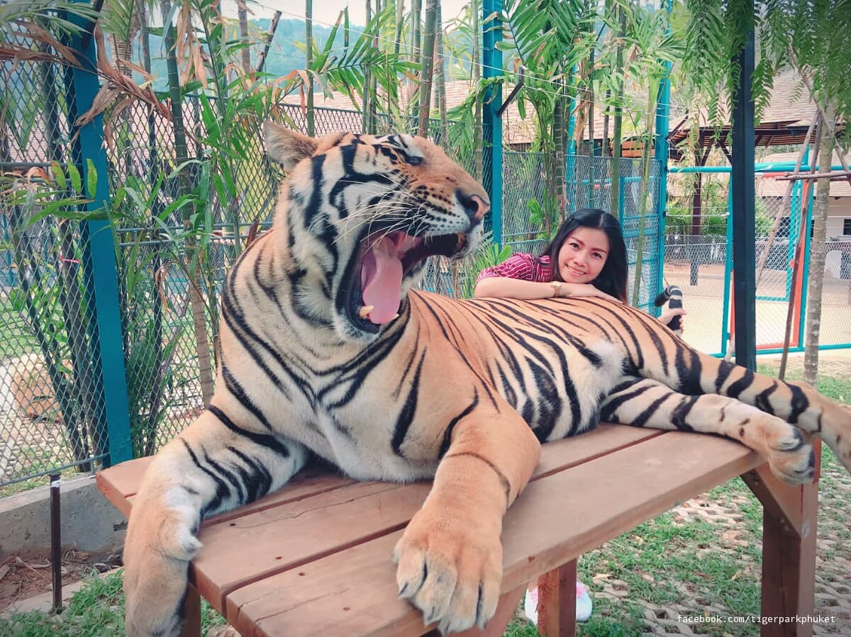 Тигровый парк Пхукета ещё не успел открыться, а его уже критикуют зоозащитники.