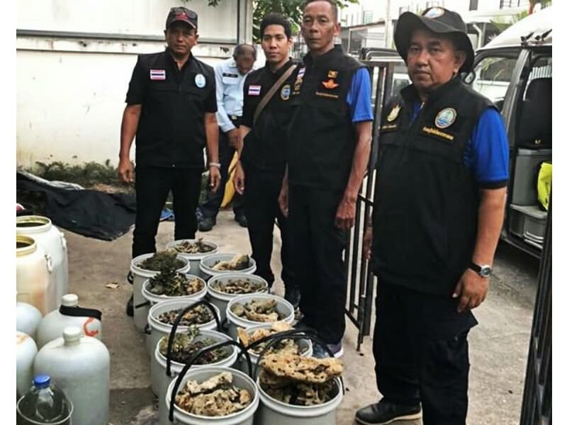 160 кг кораллов найдено в доме фермеров с Ко-Кэу (Пхукет).