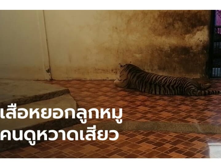 Зоопарк в Си-Раче заставили разлучить тигров и свиней.