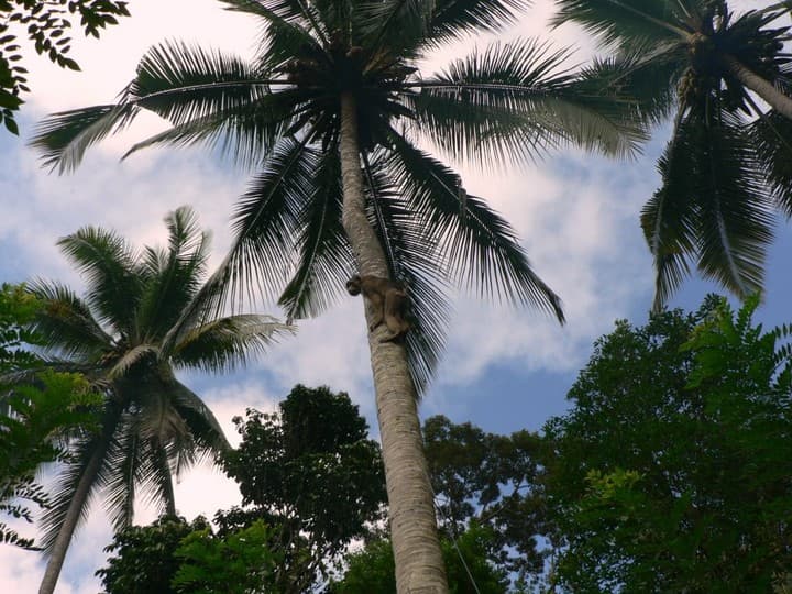 США и Евросоюз отказались от тайского кокосового молока из-за "эксплуатации обезьян".