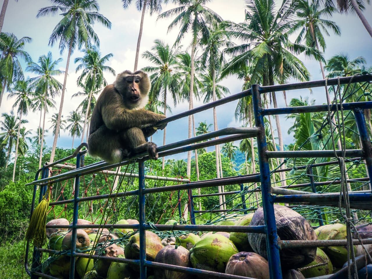 США и Евросоюз отказались от тайского кокосового молока из-за "эксплуатации обезьян".