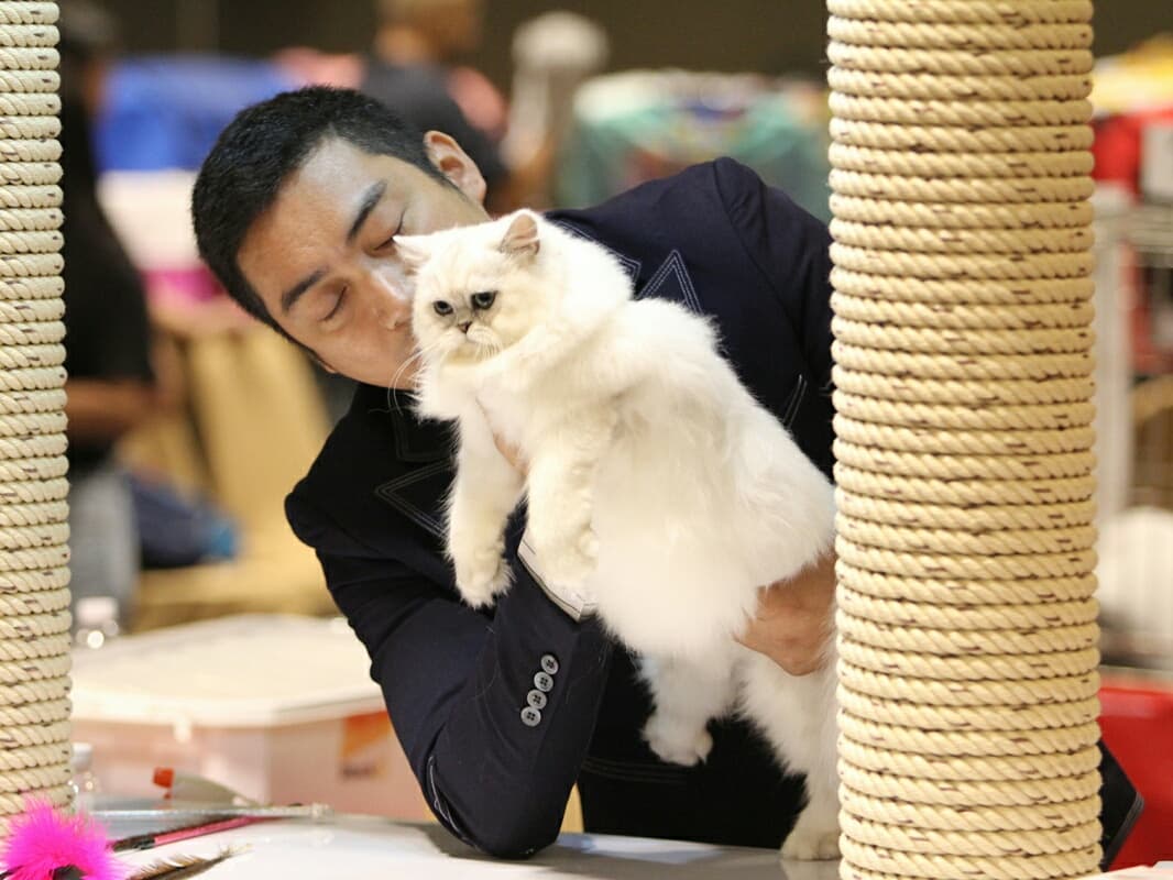 28 февраля - 1 марта: Международная выставка кошек в Бангкоке.