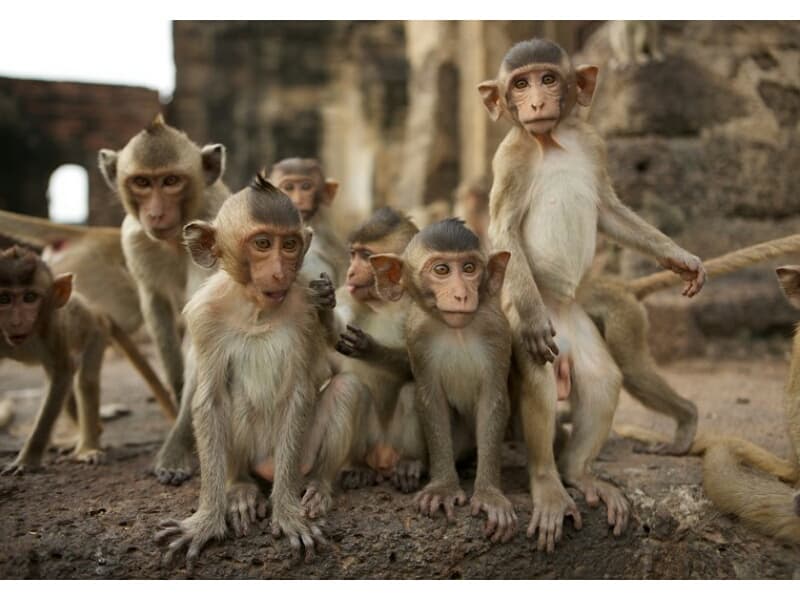 Вакцину от Covid-19 тайские учёные начали испытывать на обезьянах.