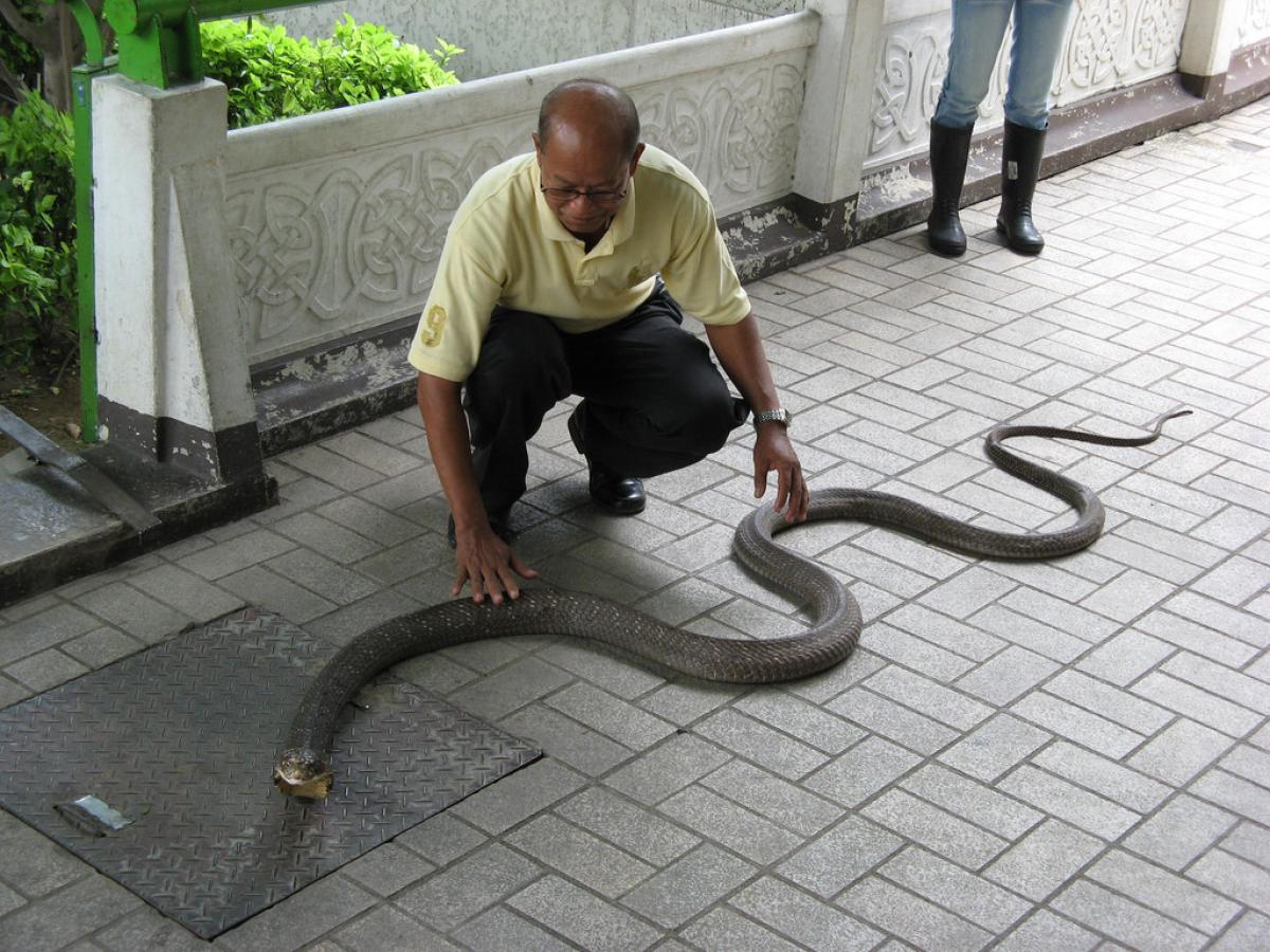 Snake in Bush, Snake Farm, Bangkok Postcard Snake farm, Postcard, Snake