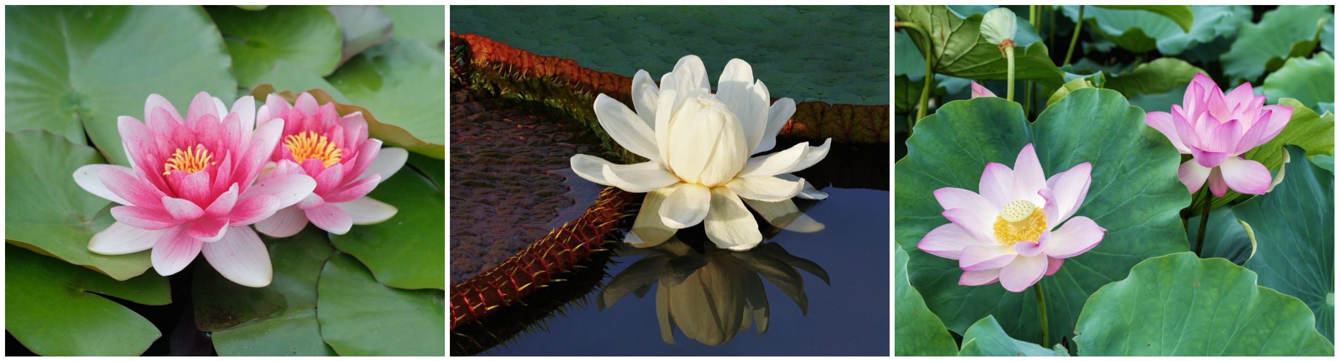 Виды лотосов