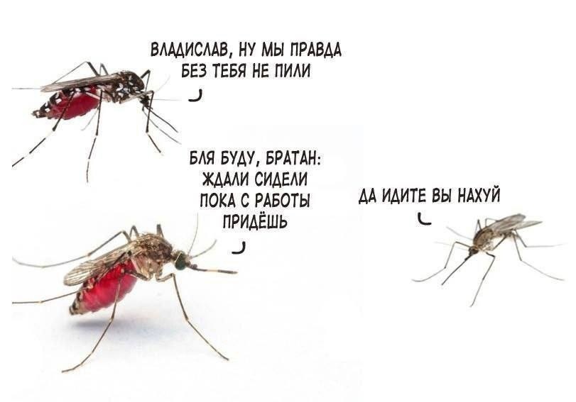 Мем про комаров