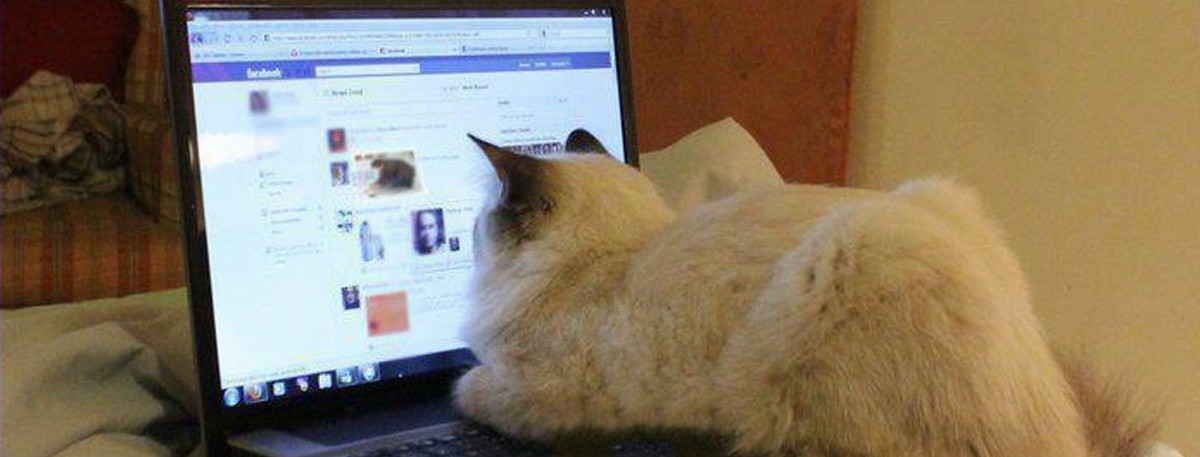 Кот сидит в Facebook