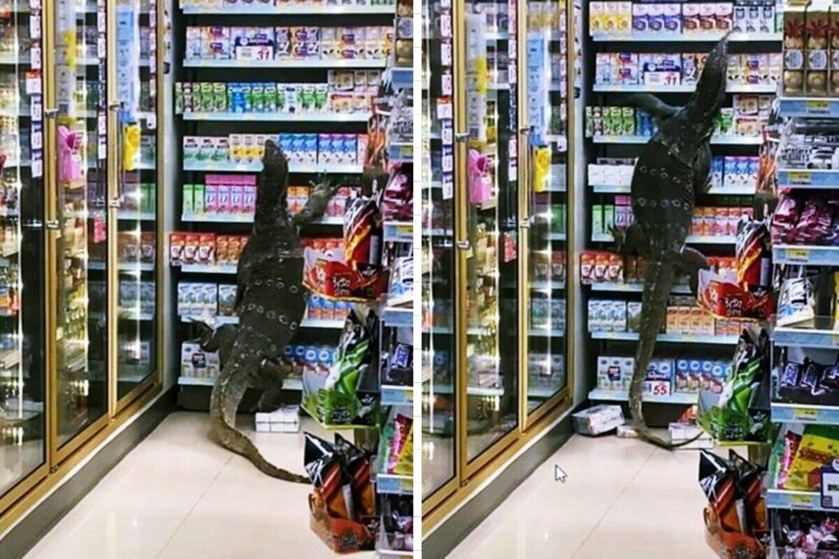 Варан зашёл в магазин в Таиланде