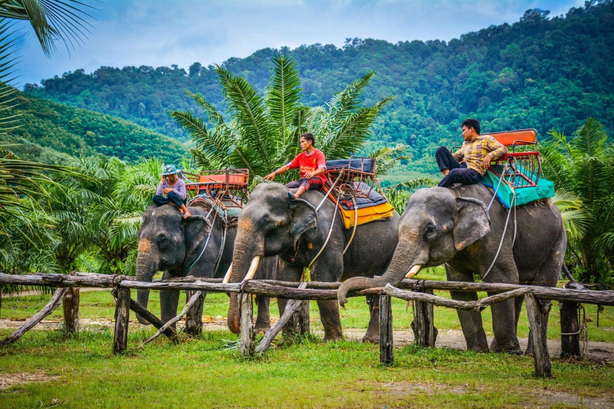 Катание на слонах в Паттайе: Незабываемое Путешествие