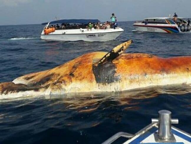 На Пхукете разыскивают труп погибшего кита.