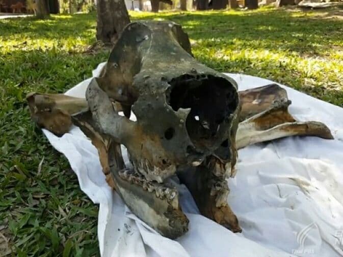 В заповеднике Куибури найден череп редкого вымершего носорога.