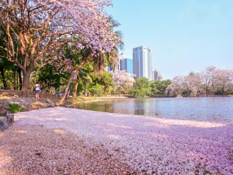 Настало лучшее время года для визита в парки Чатучак и Суан Рот Фай.