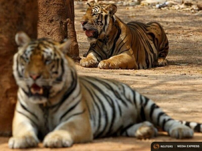 "Храм тигров" получил добро на строительство зоопарка.