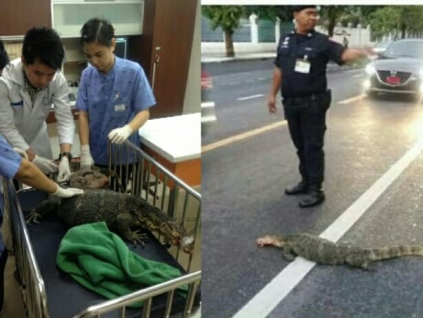В Бангкоке спасли варана, попавшего под машину.