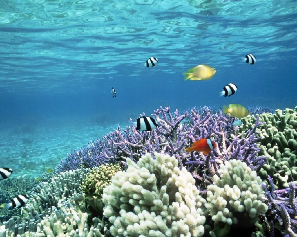природа животные рыбы риф кораллы море бесплатно