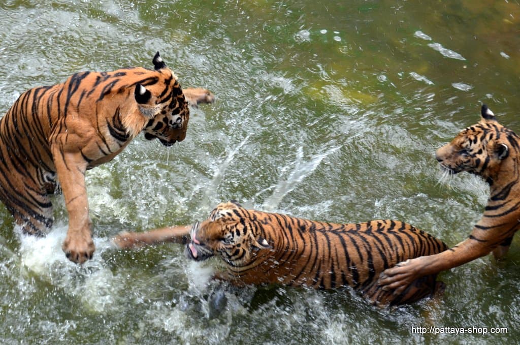 Экскурсия в тигровый зоопарк (Tiger Zoo).