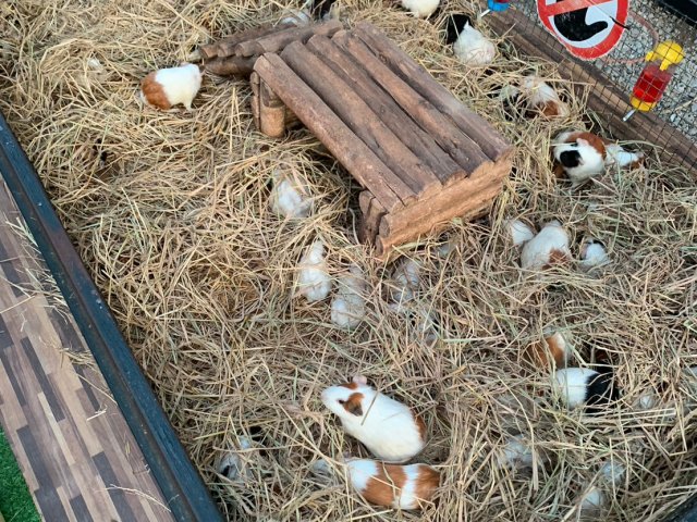 Детские приключения