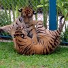 Тигровый парк (Tiger Park) в Паттайе.